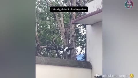 Funny animal vedeo