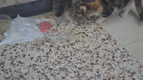 Cats