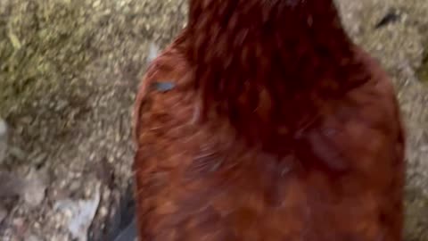 Monday mayhem with chickens and SPH. #funny #chickens #chickensofinstagram