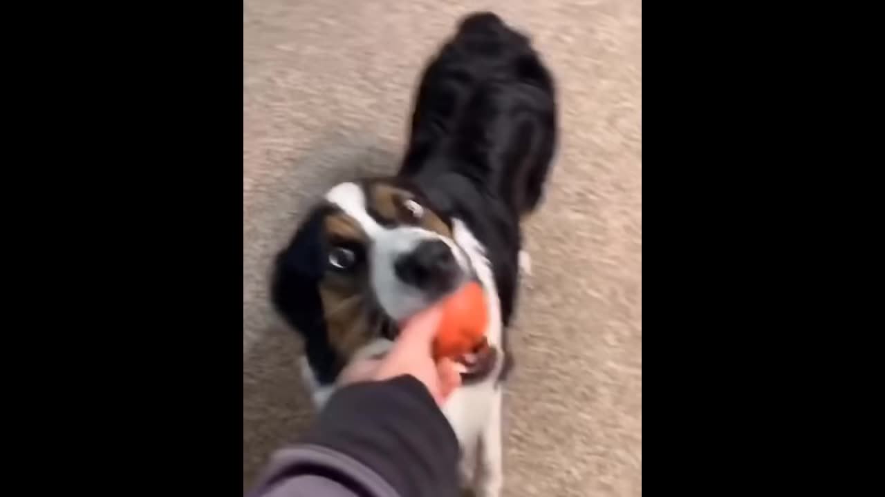 Dogs Funny Moments 😂🤣