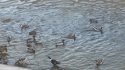 I’m recording Mallard Ducks September 6 2025 near the evening