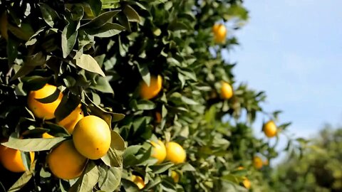 Lemon Meringue Coming Soon