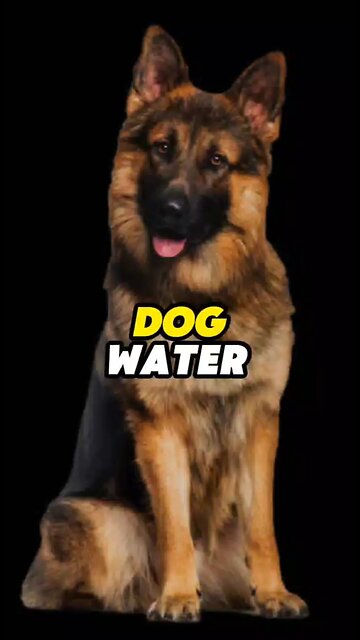 Dog Water