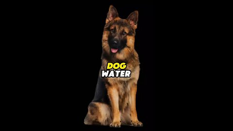Dog Water