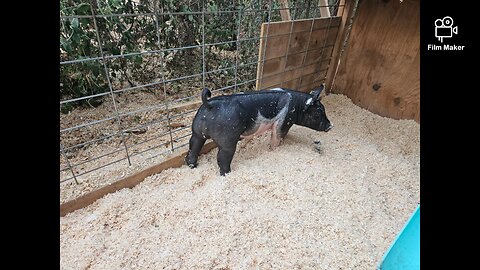 hanging up the pig whips