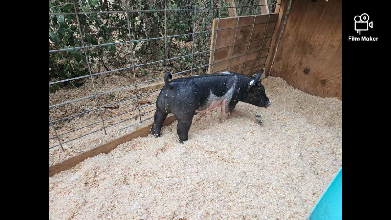 hanging up the pig whips