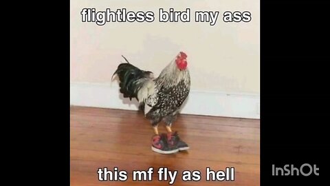 flightless bird my ass