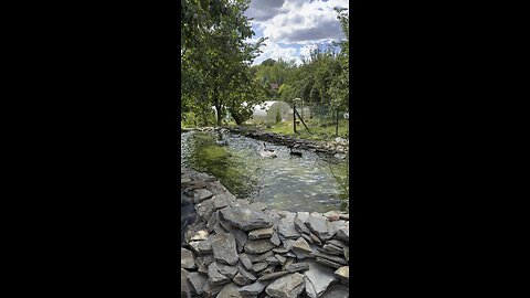 Peaceful Afternoon by the Pond – Swans and Ducks 🦢🦆☀️