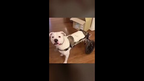 Dogs reaction of getting her first wheelchair😭😭