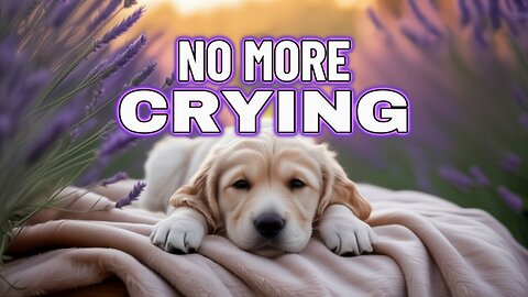 Dog Calming Music 🎶 30 Min Stress + Anxiety Relief for Dogs