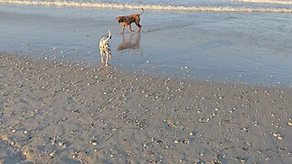 Luna Beach vVideo