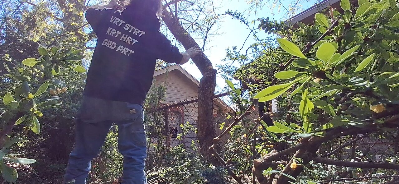 Felling A Nuisance Tree