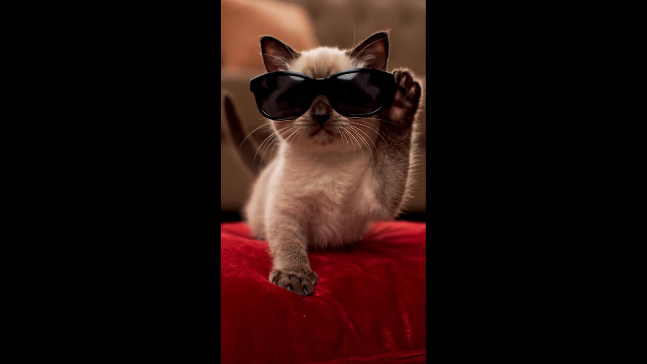 Tiny Detective Catโs Epic Fail ๐๐พ | Cutest Funny Cat Ever!