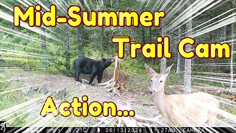 Wild Trail Camera Action, Deer Bear & Moose