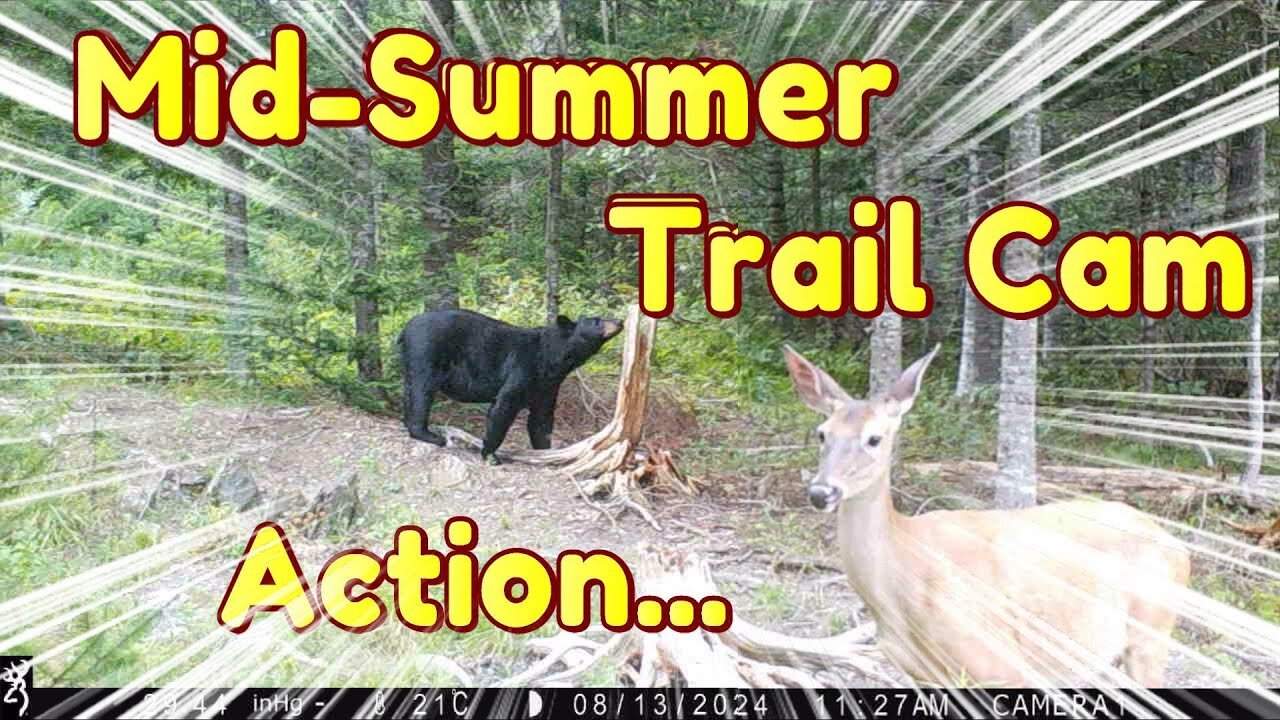 Wild Trail Camera Action, Deer Bear & Moose