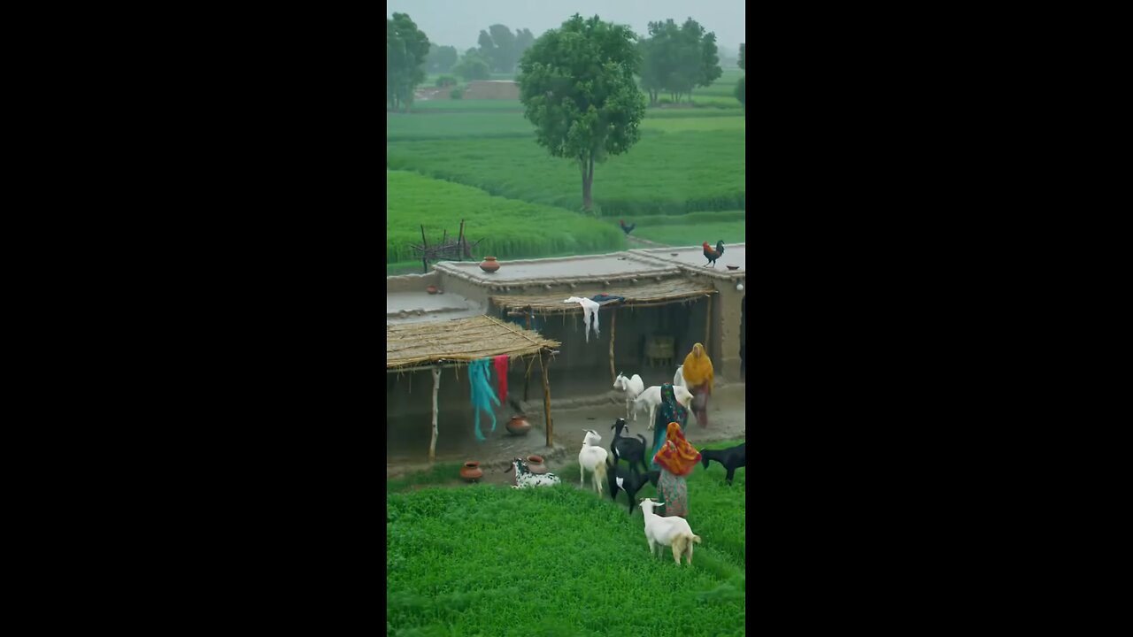 Organic life