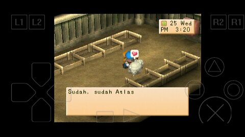 bought the first sheep