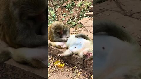 Catching lice for the fat mother monkey