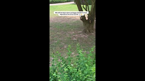 Die Hasen scheinen sich in dem gebuddelten Loch ein wenig abzukühlen. 🐰☀️