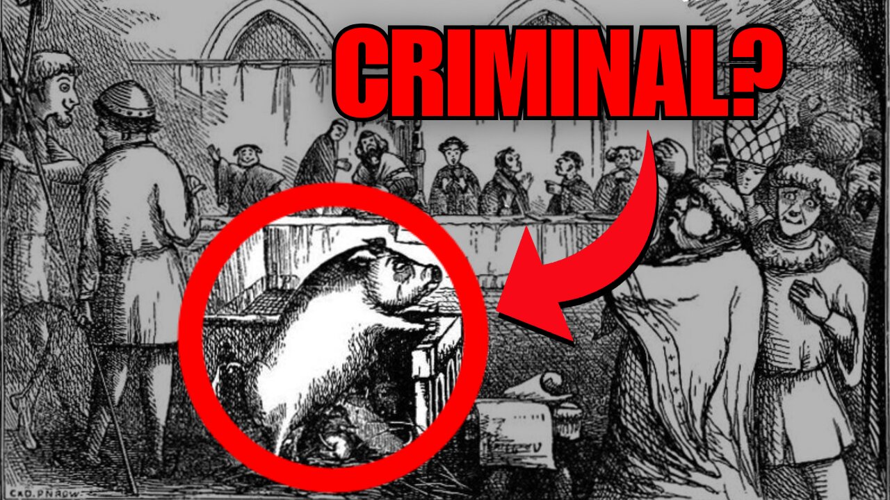 Animals on Trial: The Shocking History Your Teacher Never Told You!