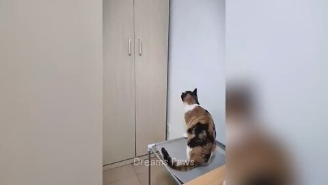 FUNNY VIDEOS 2025
