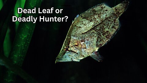 Dead Leaf or Deadly Hunter? The Evolutionary Adaptations of the Amazon Leaf Fish