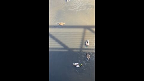 Mallard Ducks 🦆 #mallardducks #ducks #duck #followme #shorts #trending #viral #swimming