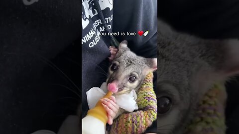 The crows attacked a little possum and the woman saved him