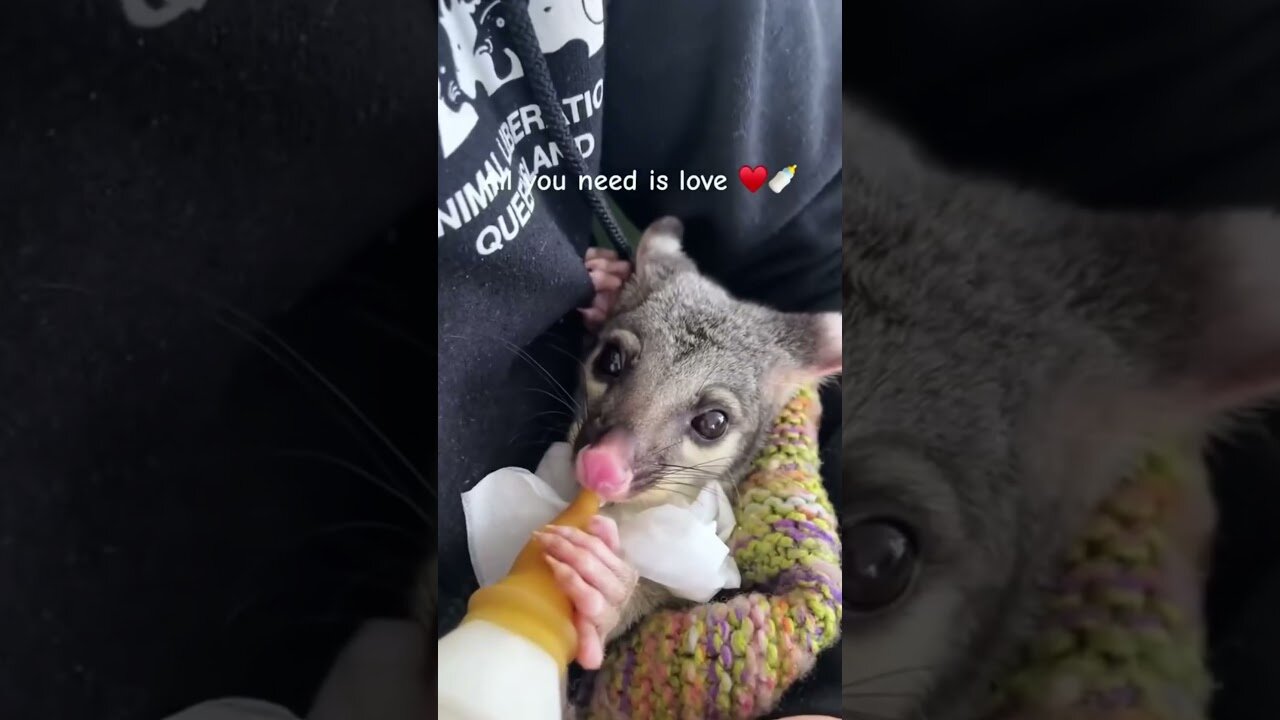 The crows attacked a little possum and the woman saved him