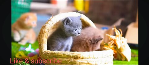 cute cat baby