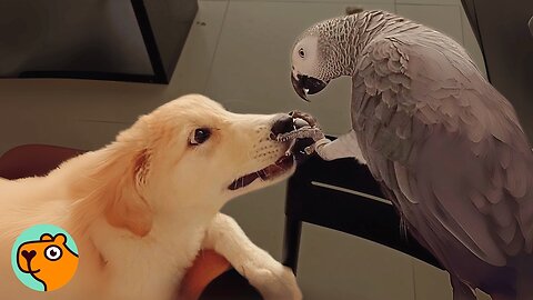 Parrot Was the Only Child Until a Puppy Arrived | Cuddle Buddies