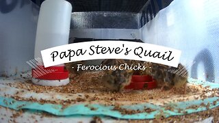 Quail Chicks in the Brooder