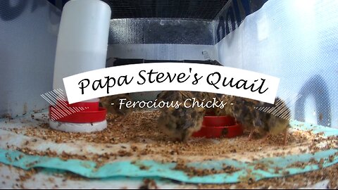 Quail Chicks in the Brooder