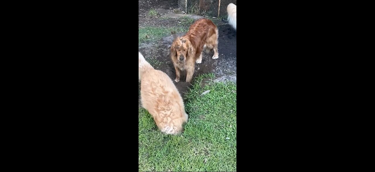 Fur Real? Cats & Dogs Acting Like They’re in a Sitcom 🐶😹📺