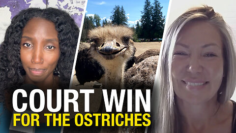 Ostrich farm wins another day in court—but will it be enough to stop the slaughter?