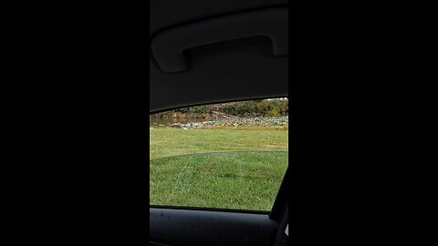 ducks part 2