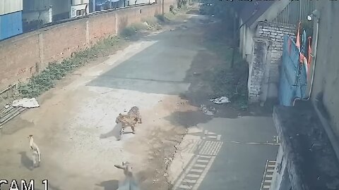 60 Hero Animals That Saved Human Lives