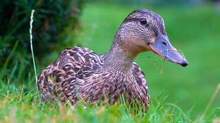 One of the 5 "Ducklings" Having Early Morning Munchies