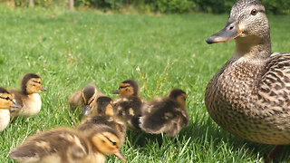 Baby Ducklings Foraging With Mom Duck