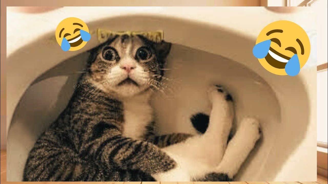 Funny Cat Fails
