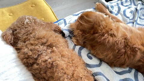 🐶🐶taking a nap 💤😍