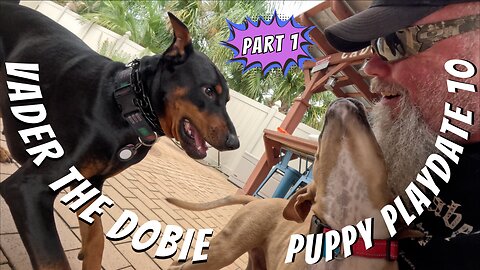 Doberman Puppy Playdate 10: Socialization | Vader & Sly’s Big Day🐾