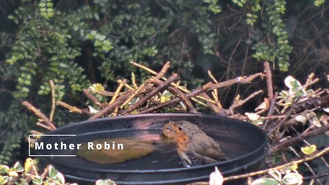 Identifying Baby Robins | Juvenile Robins | Fledgling Robins