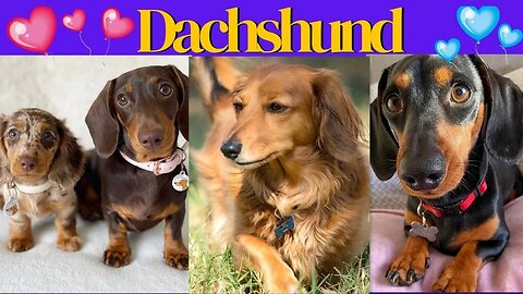 Mix Dachshund Around the world Smart and Playful Dog video compilation Perros salchicha Takca dog