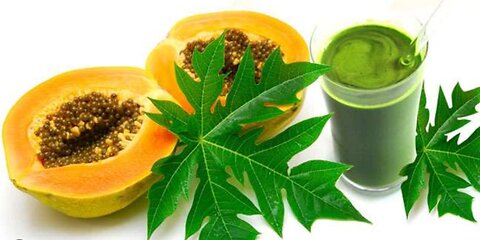 11 SURPRISING BENEFITS OF PAPAYA LEAVES