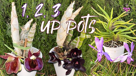Repotting CATASETUM Orchids Breaking DORMANCY Tips Tricks When to Repot Catasetinae #ninjaorchids