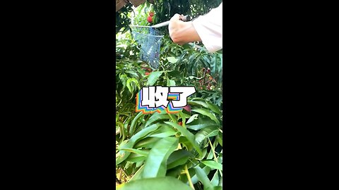 Peach Picking With a Twist! | Most Creative Way Ever!