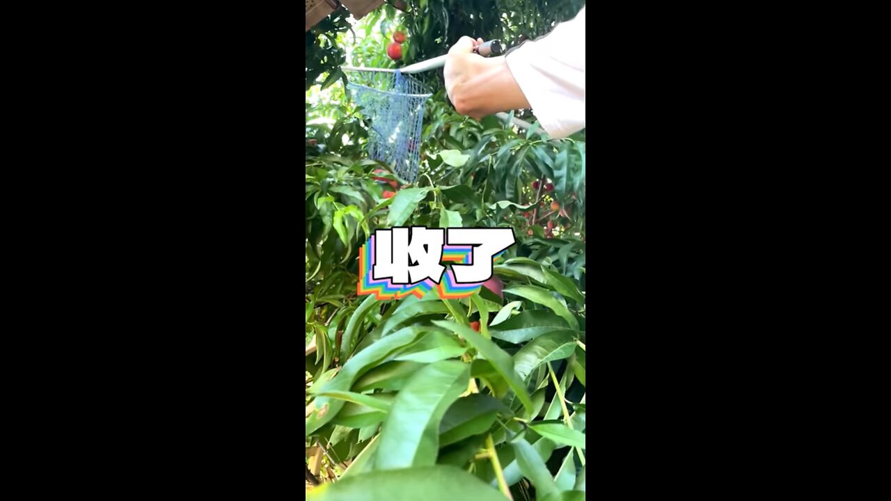 Peach Picking With a Twist! | Most Creative Way Ever!