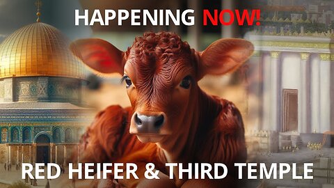 THIRD TEMPLE UPDATE: Perfect Red Heifer Approved, First Stone to Be Laid Soon?
