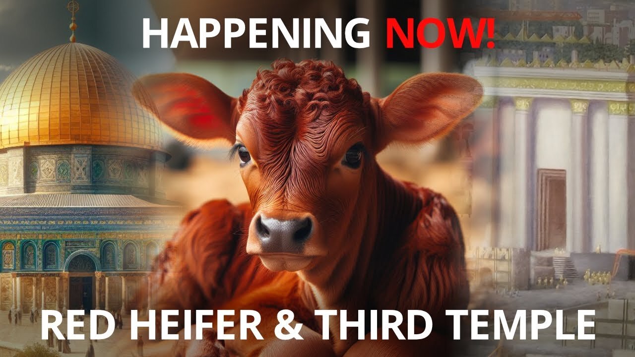 THIRD TEMPLE UPDATE: Perfect Red Heifer Approved, First Stone to Be Laid Soon?